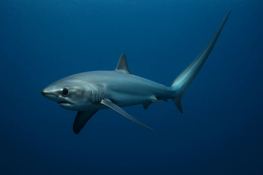 Requin renard