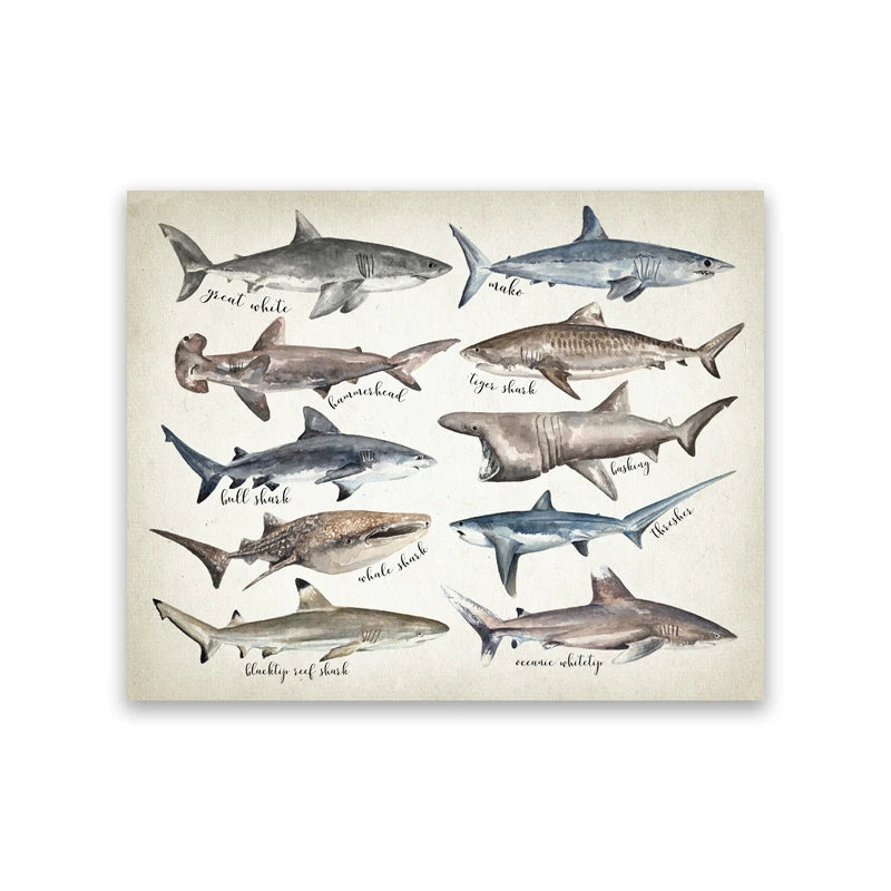 Tableau requins du monde
