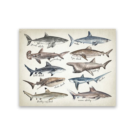 Tableau requins du monde