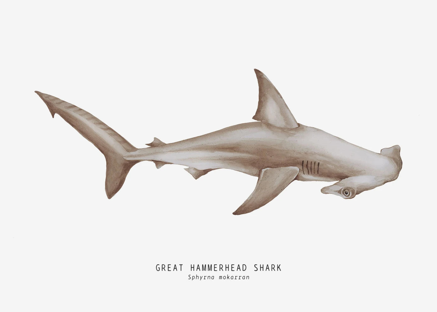 Tableau espèces de requins