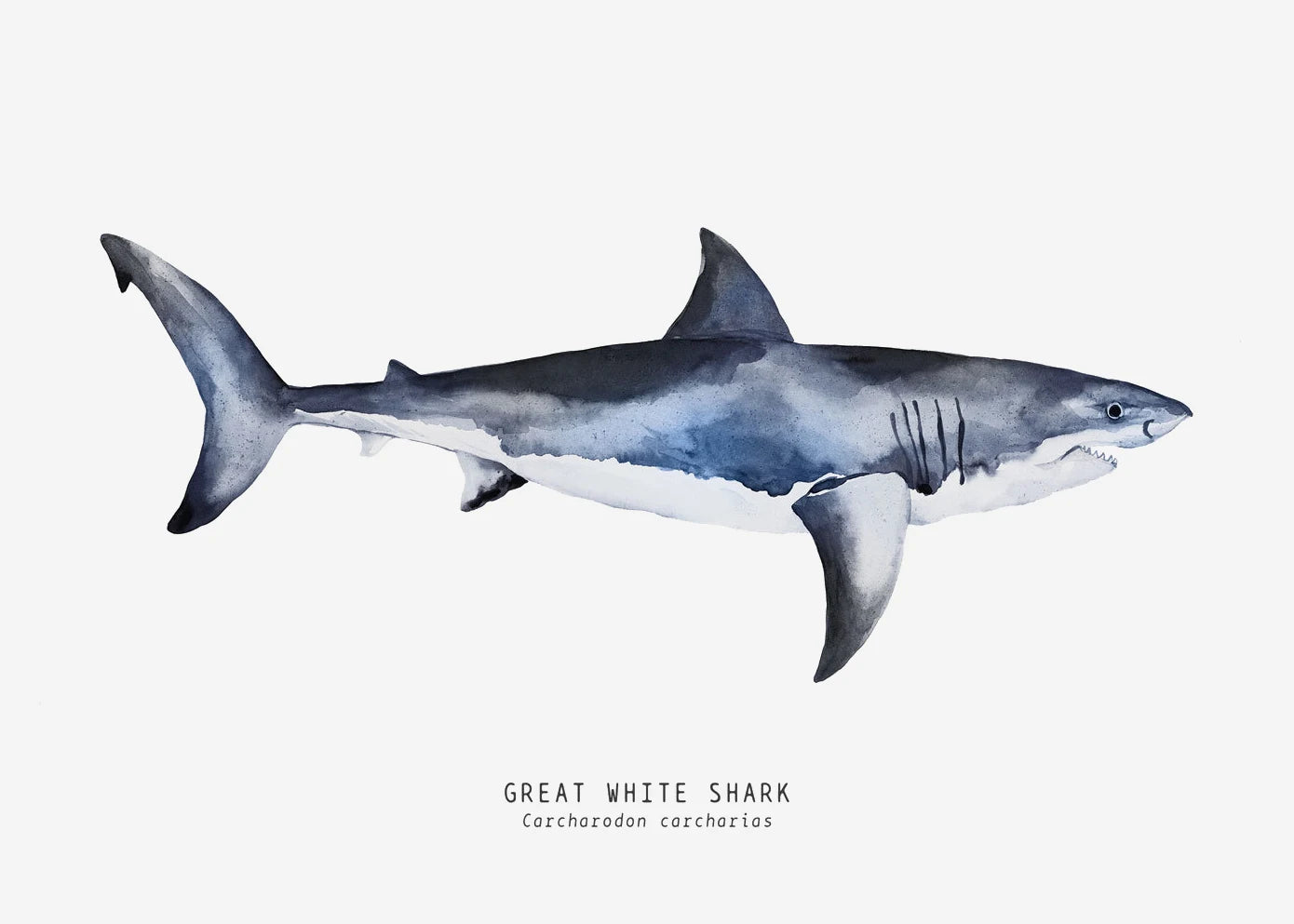 Tableau espèces de requins