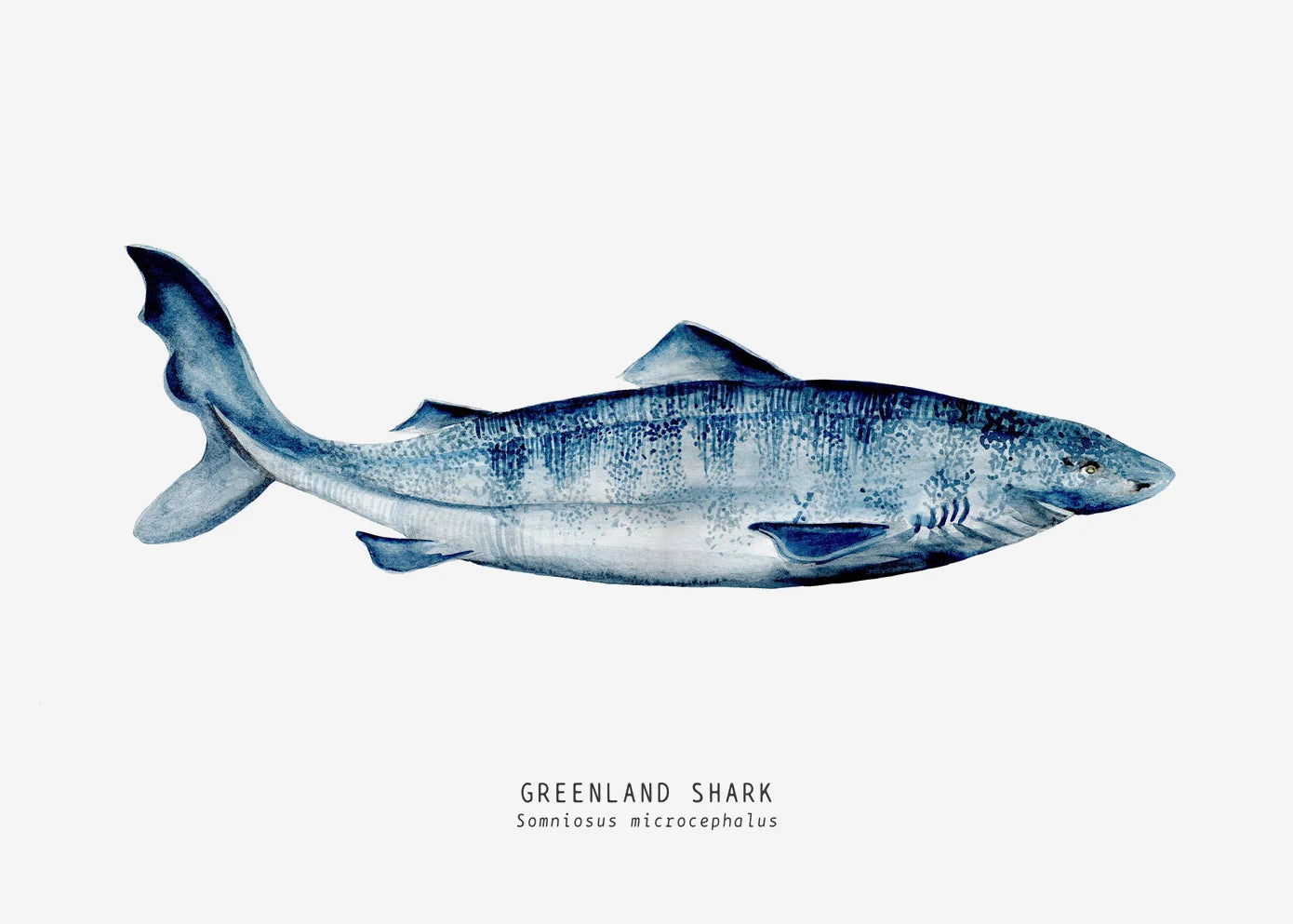 Tableau espèces de requins