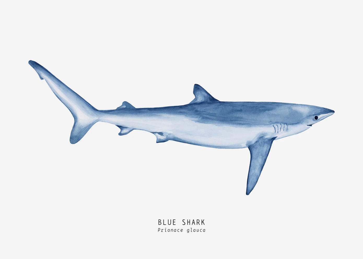 Tableau espèces de requins