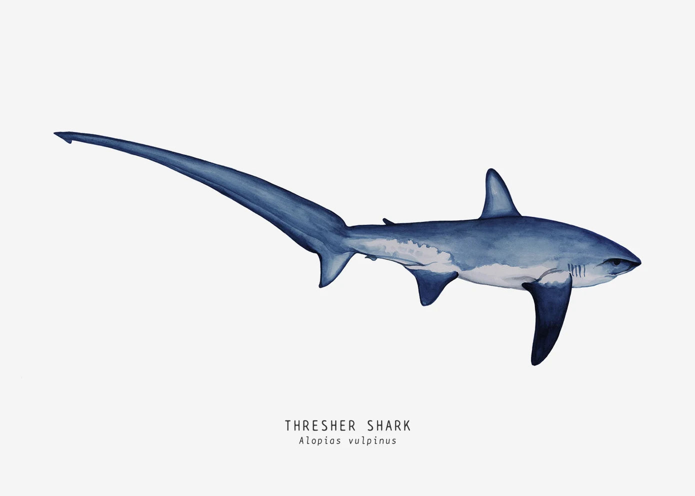 Tableau espèces de requins