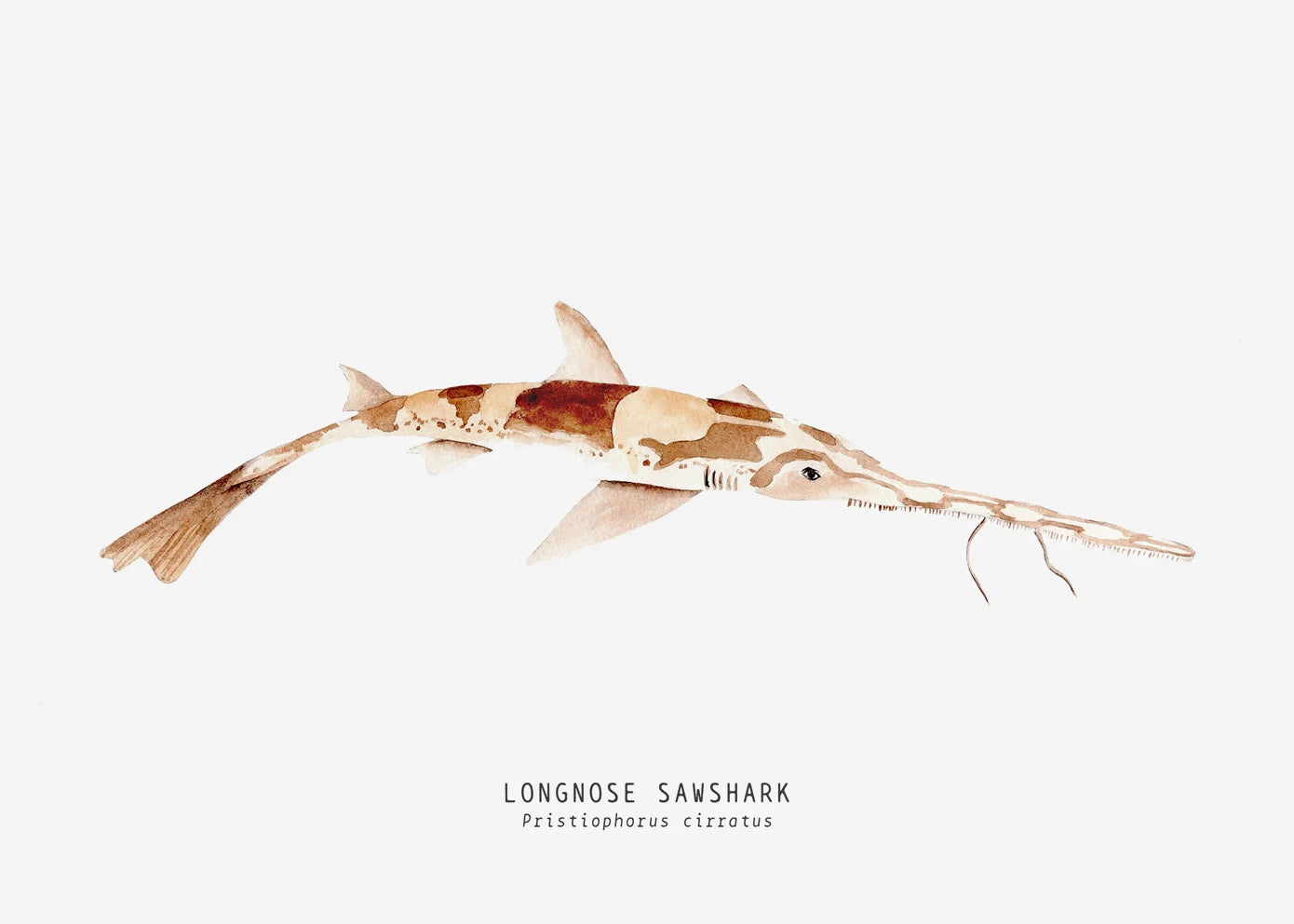 Tableau espèces de requins