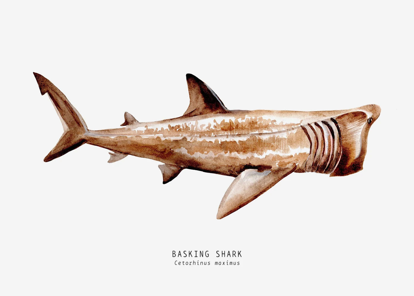 Tableau espèces de requins