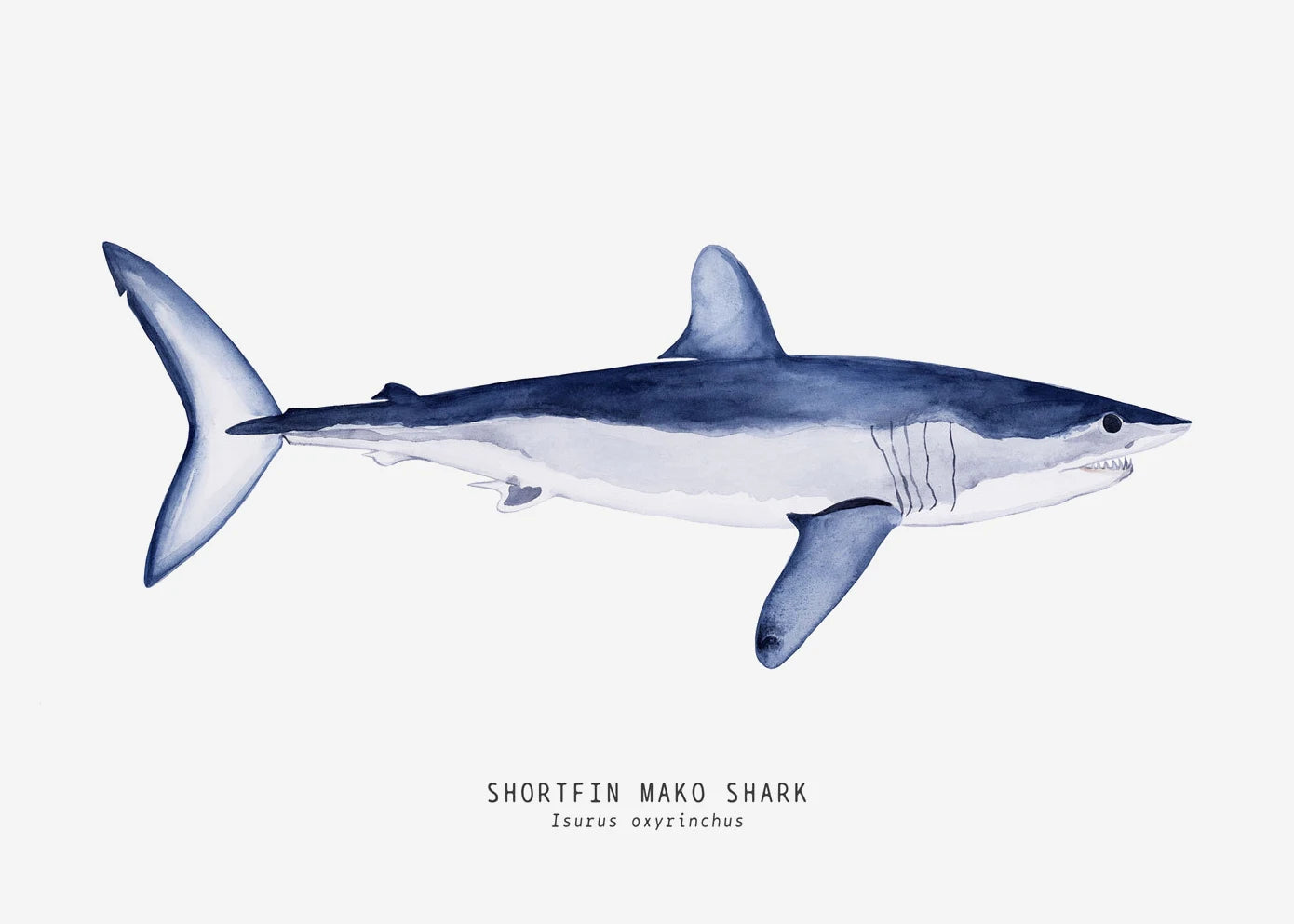 Tableau espèces de requins