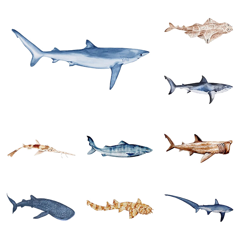 Tableau espèces de requins