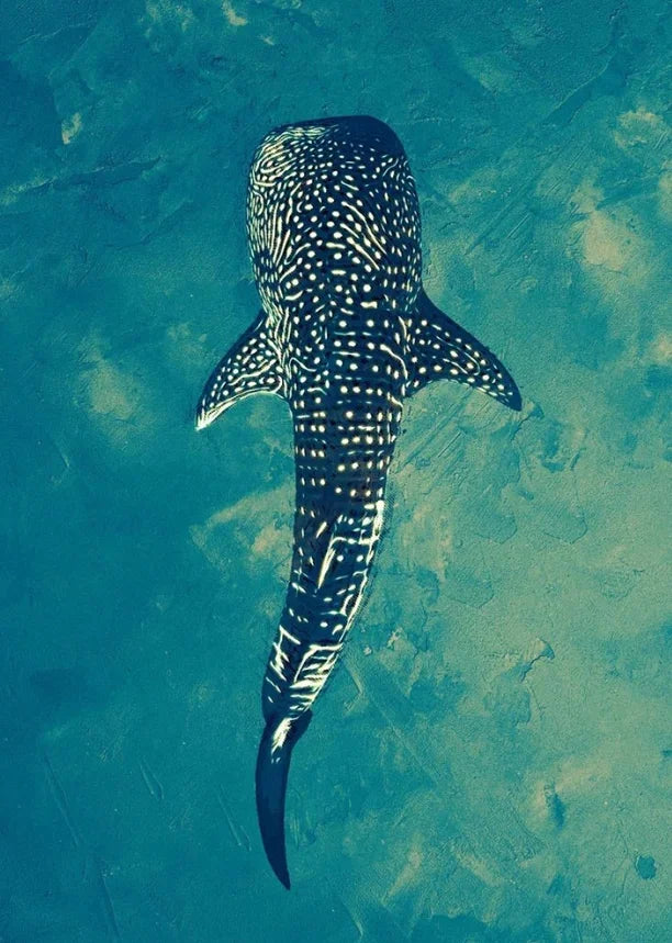 Tableau requin baleine