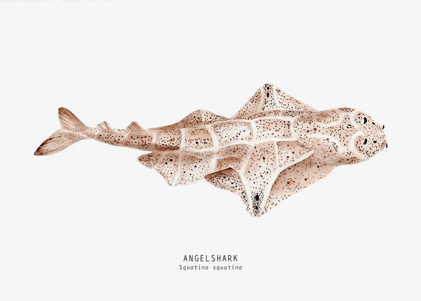 Tableau espèces de requins