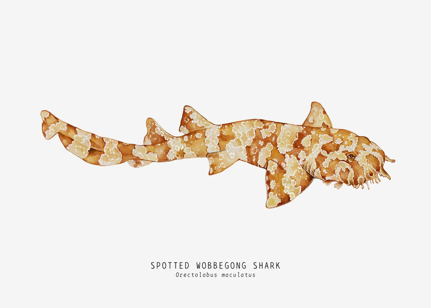 Tableau espèces de requins