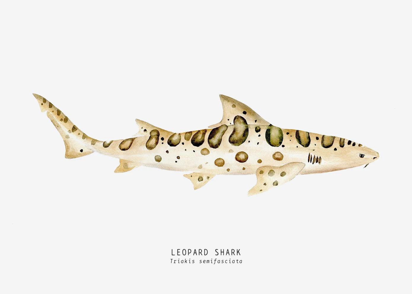 Tableau espèces de requins