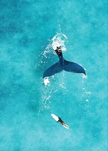 Tableau requin baleine