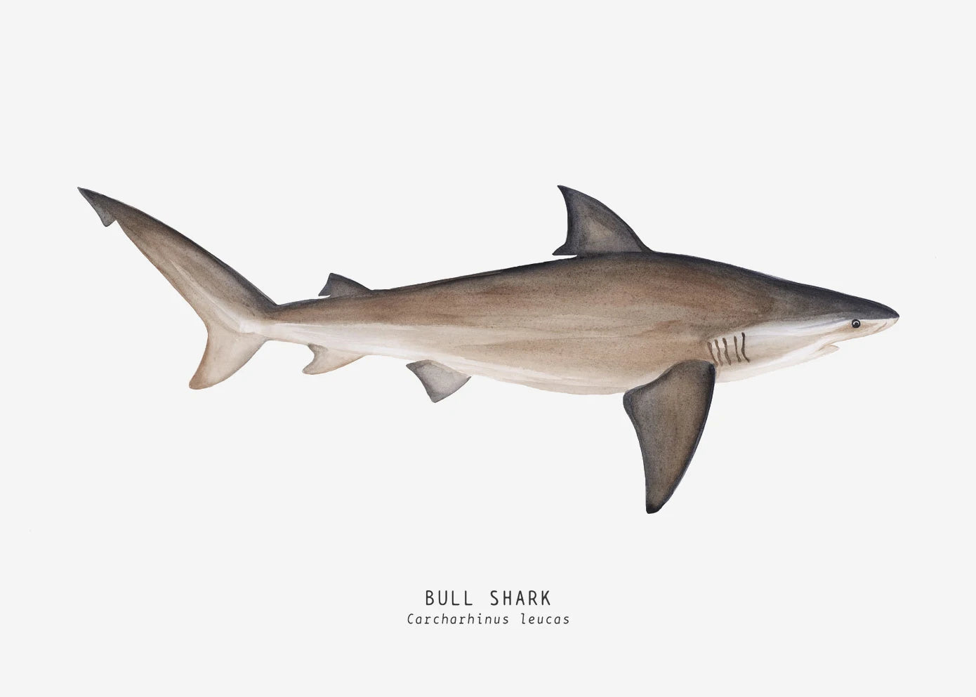 Tableau espèces de requins