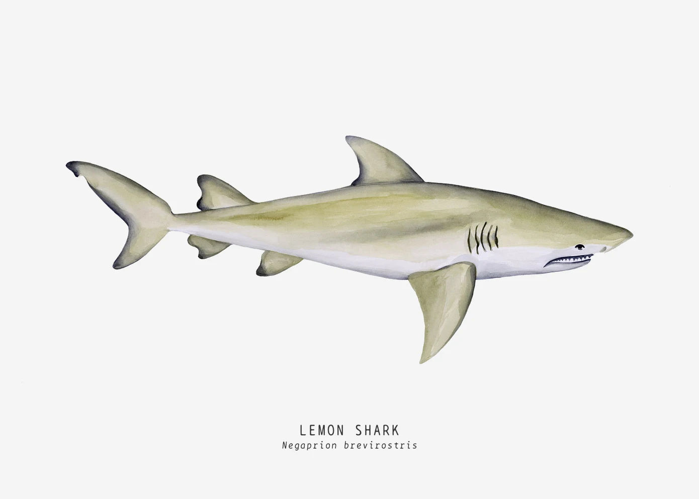 Tableau espèces de requins