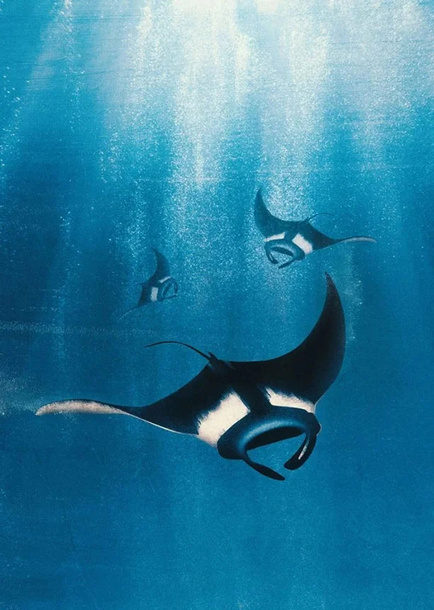 Tableau requin baleine