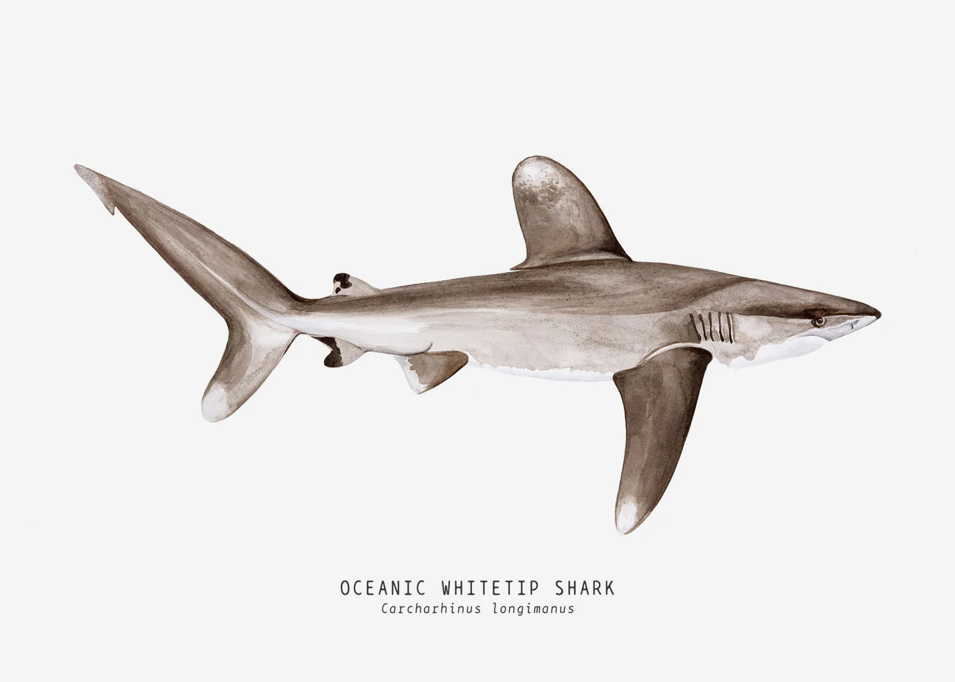 Tableau espèces de requins