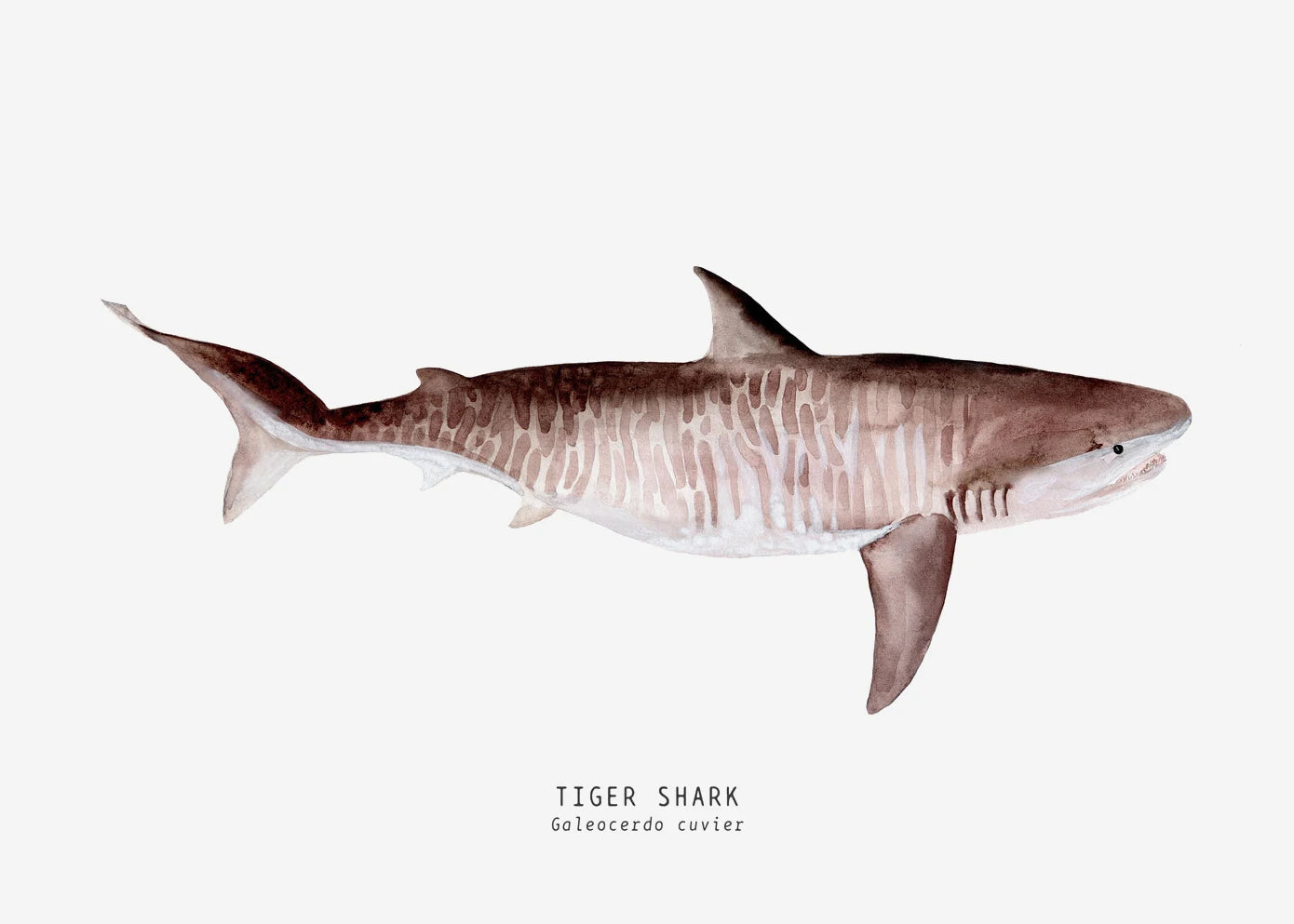 Tableau espèces de requins