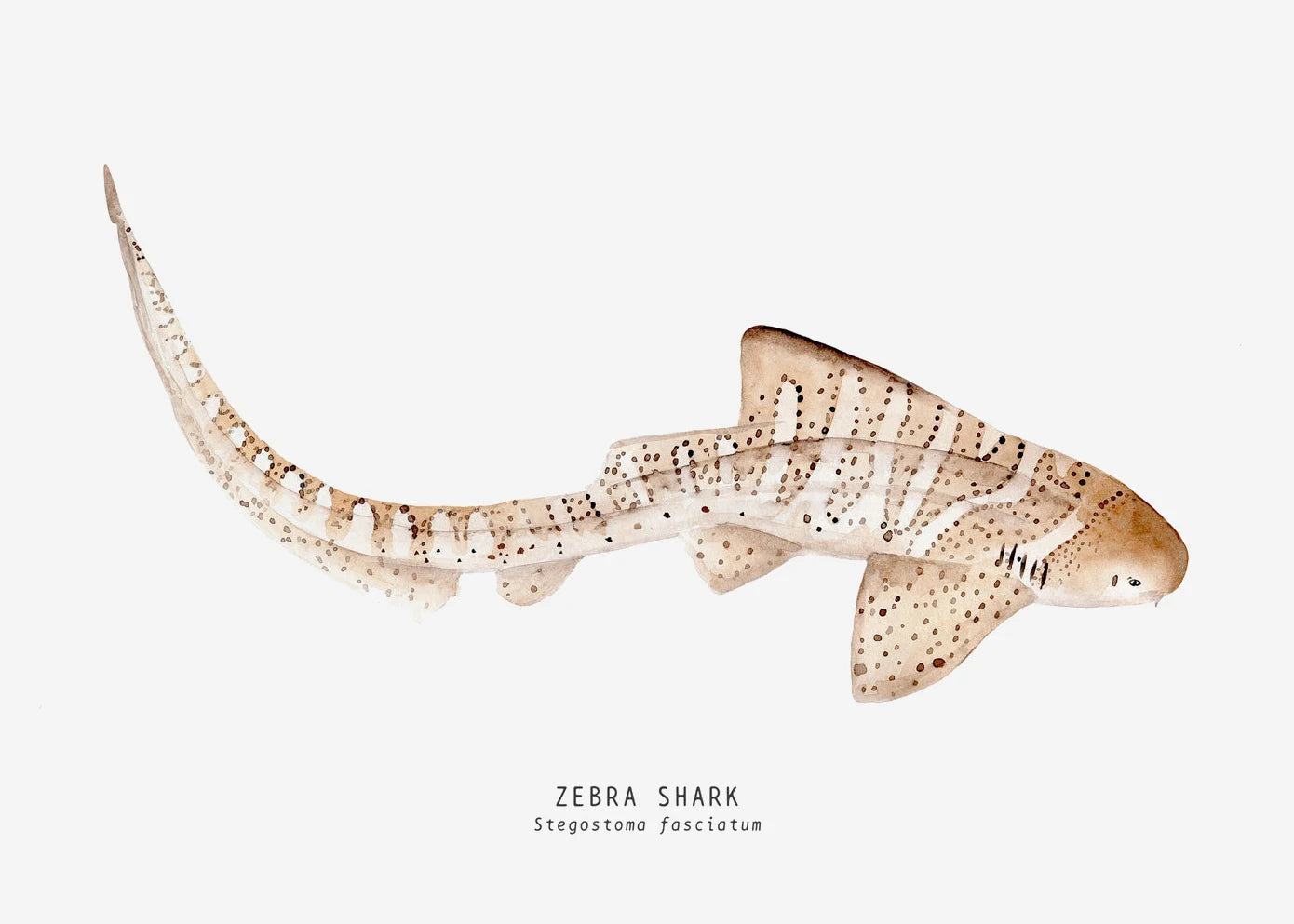 Tableau espèces de requins